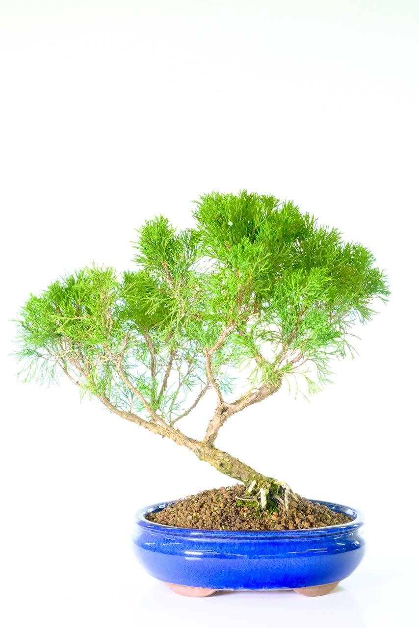Remarkable Chinese Juniper bonsai tree for sale