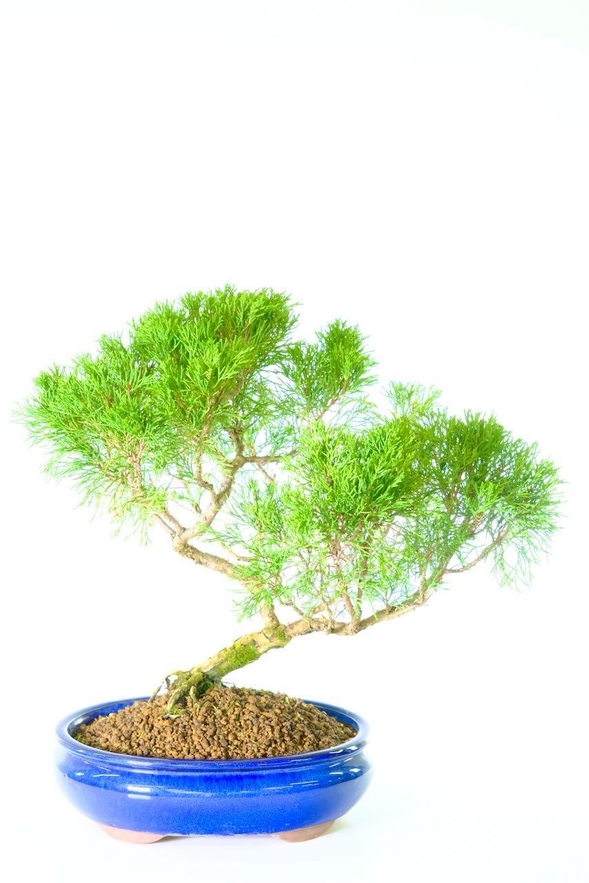 17-year-old Chinese Juniper outdoor bonsai