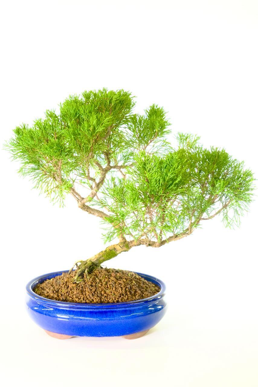 Majestic 17-Year-Old Chinese Juniper Outdoor Bonsai: A Natural Masterpiece