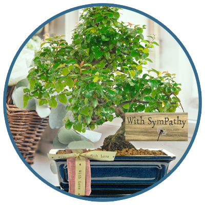Sympathy & Memorial Bonsai Tree Gifts