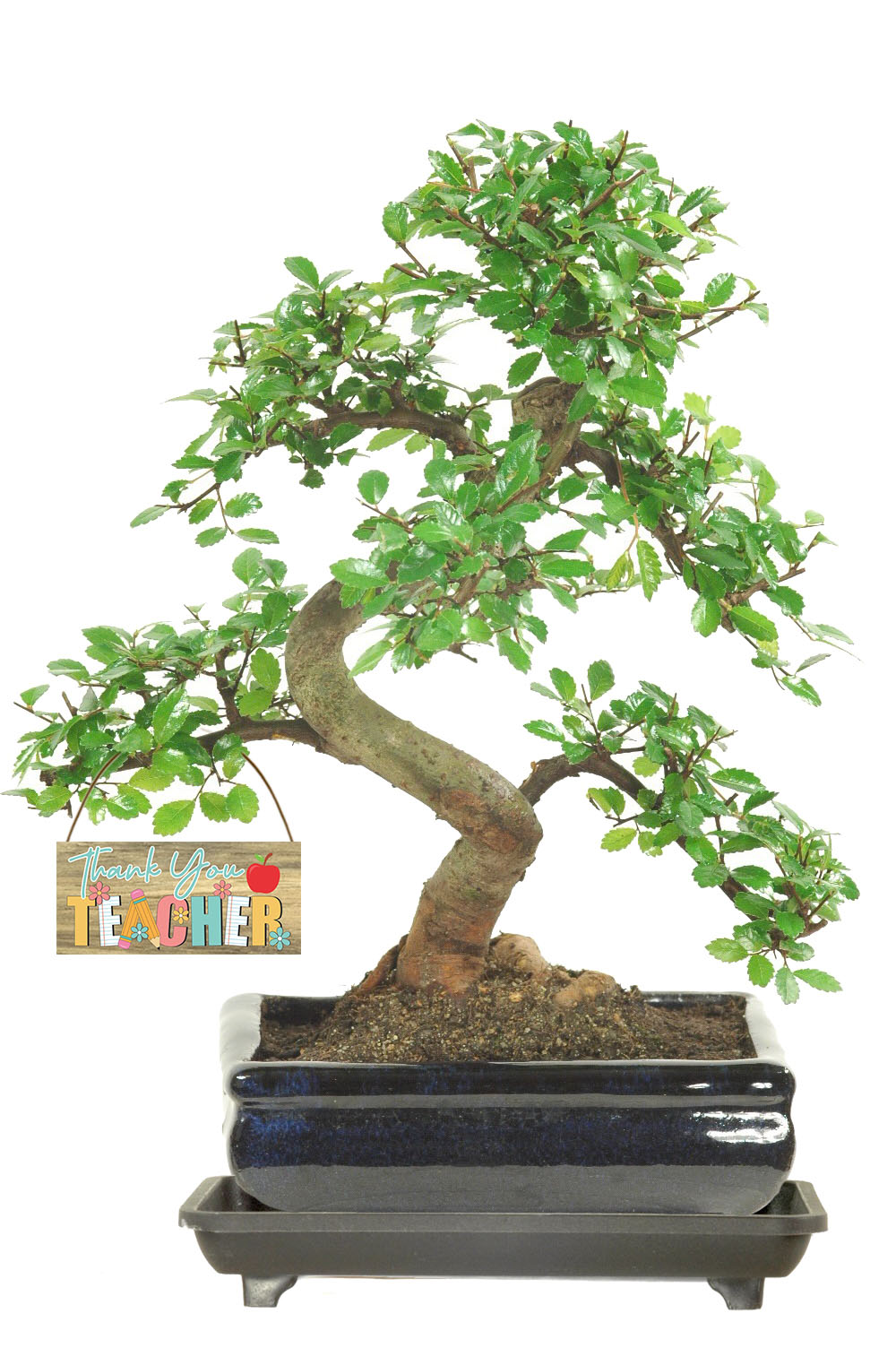 Teacher gifts - Chinese Elm indoor bonsai tree for sale UK