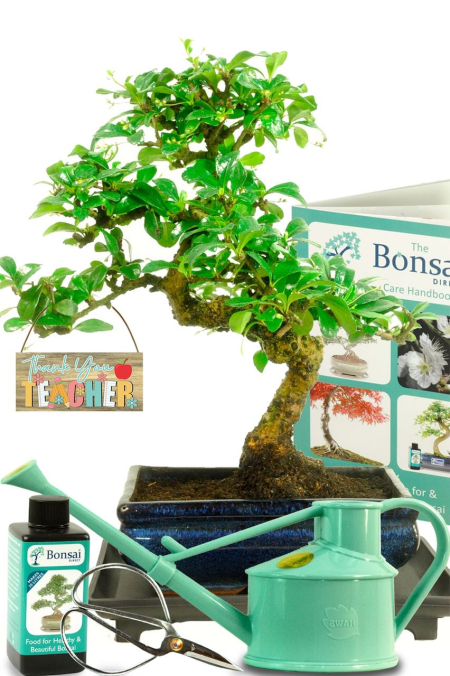 12 year old flowering Fukien Tea Tree gift for an amazing teacher!