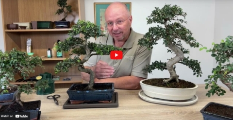 How to care for a Chinese Elm Bonsai tree