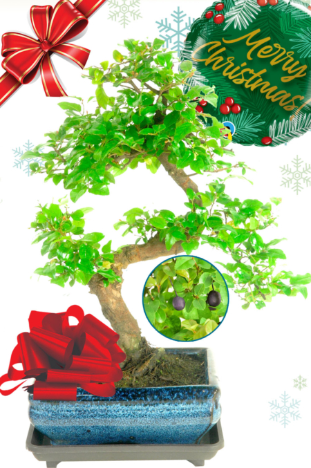 Twisty fruiting Chinese Sweet Plum bonsai Christmas gift with FREE delivery