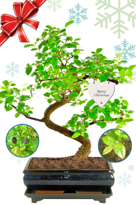Unique Christmas Gifts - Fruiting Indoor bonsai tree for sale for beginners