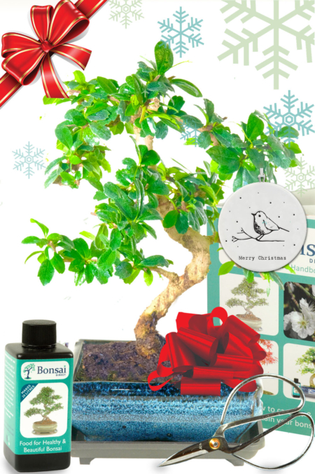 Comprehensive Christmas gift set with flowering Fukien Tea Tree bonsai for sale UK