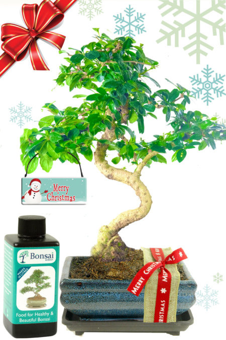Lovely flowering Fukien Tea Tree Christmas gift set