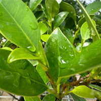 Ficus