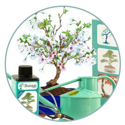 Bonsai tree starter kits for sale