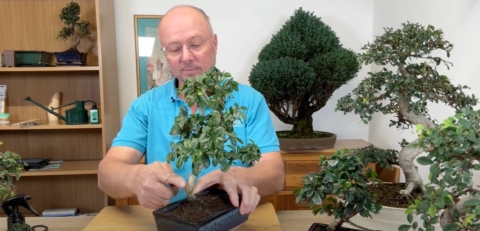 Lloyd Trunk Taper - Carmona Bonsai Tree