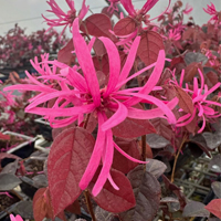 Loropetalum