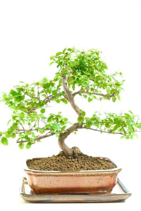 Beautiful fruiting Chinese Sweet Plum bonsai tree for sale UK