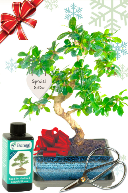 Flowering Fukien Tea Tee Christmas gift for your sister for sale UK