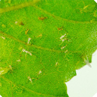 Sticky leaves and white skin casts