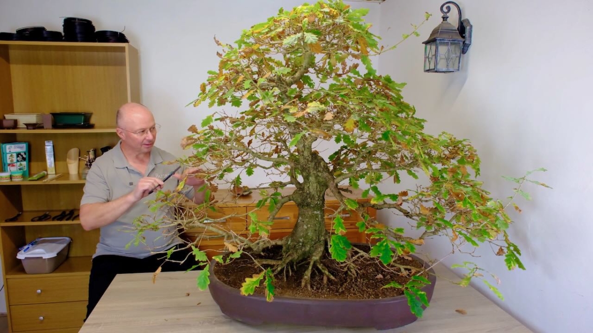 Lloyd pruning this huge 60 year old oak bonsai tree - just losing leaves as we enter winter.