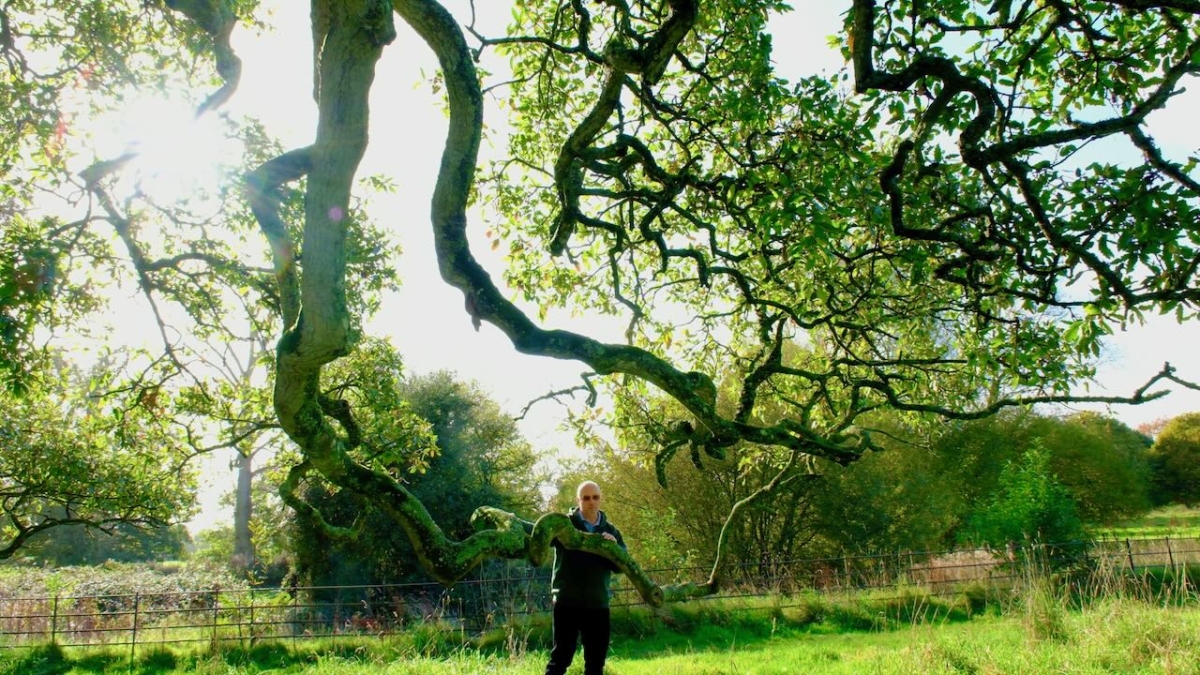 Twisting and undulating branches on the English Oak Tree