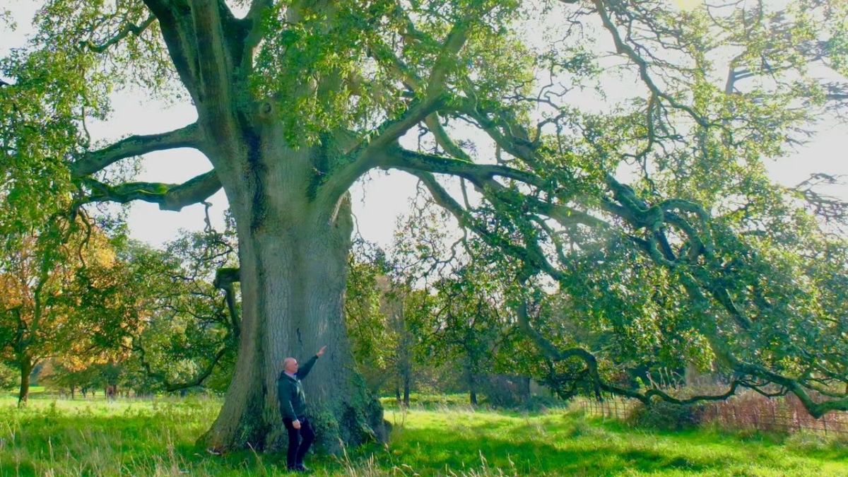 Field trip for inspiration about growing bonsai trees