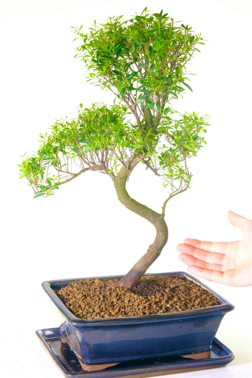 FREE delivery available to most of the UK on the day you choose