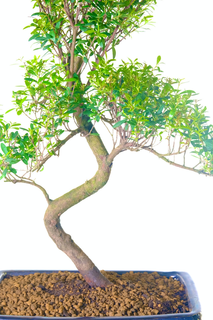 Zig zag trunk flow of this inspired tall syzygium bonsai tree