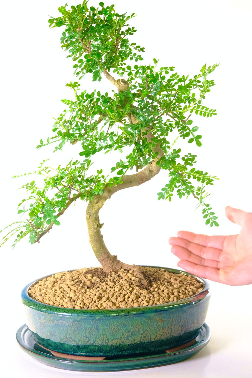FREE fast bonsai tree delivery within England, Wales, Glasgow & Edinburgh
