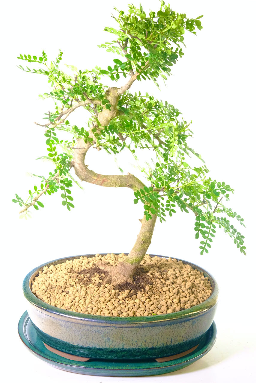The lovely soft feathery foliage of the aromatic Zanthoxylum bonsai tree