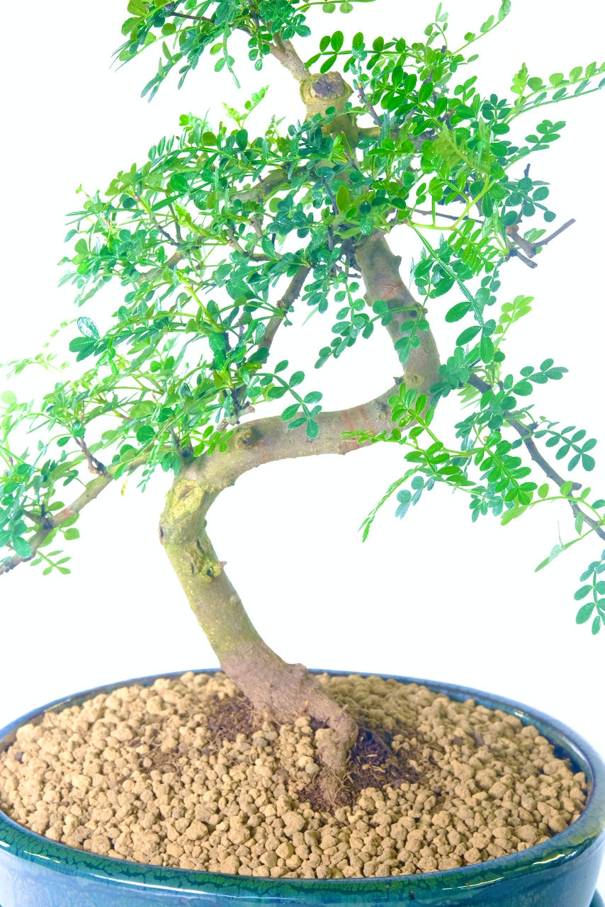 Fragrant Pepper Bonsai in a High Quality Chinese Bonsai Pot with Matching Ceramic Drip Tray