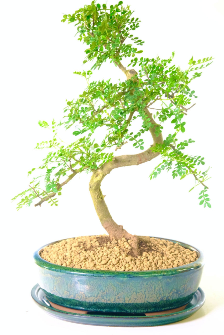 Beautiful 19 Year Old Twisty Aromatic Pepper Tree Bonsai | Citrus Scented Leaves