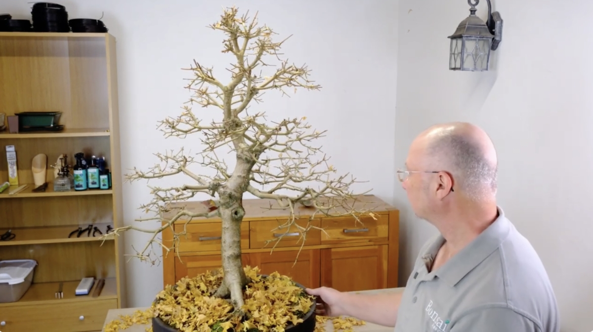 A Large 40 year old Specimen Hardy English Acer Bonsai Tree