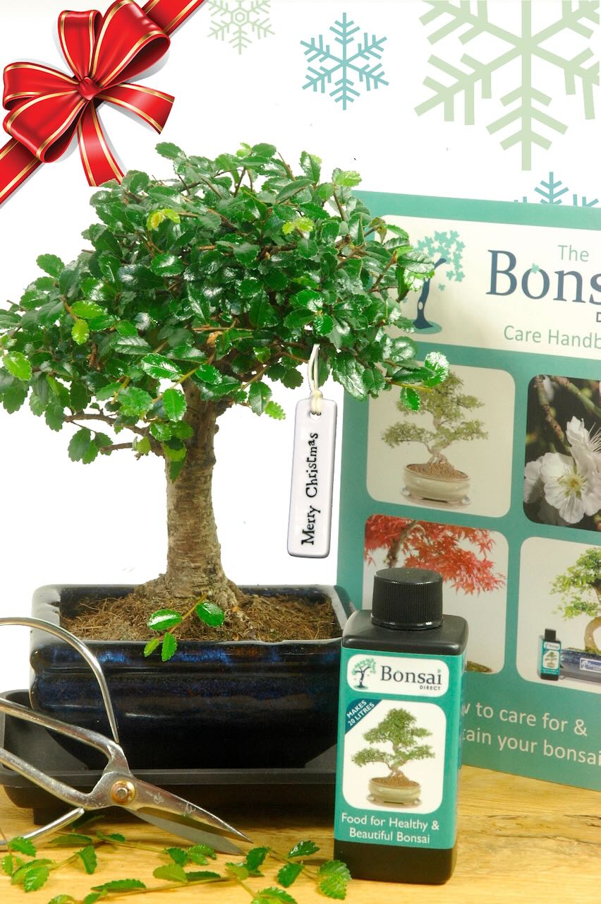 Adorable miniature Christmas bonsai beginners gift set - choose the species of indoor tree