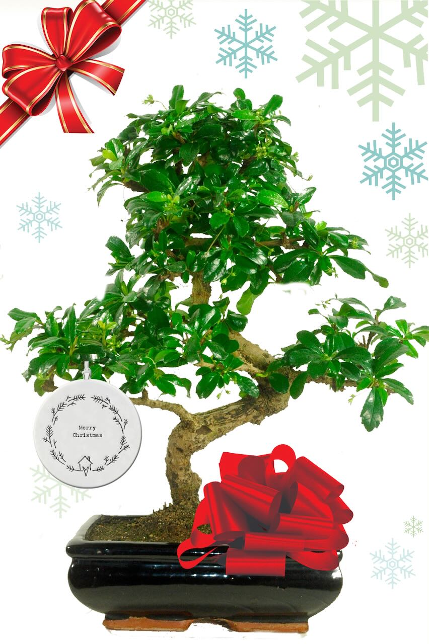 Exquisite Flowering Bonsai Christmas Gift