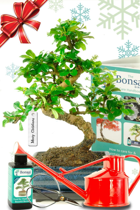 Sensational Medium Flowering Christmas Gift Set - HIGHLY RECOMMENDED | SAVE 20%