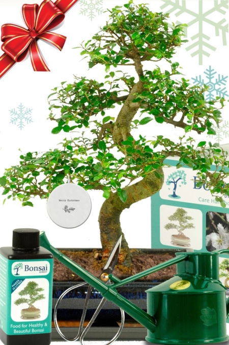 Ultimate Christmas bonsai plant gift for beginners | The perfect starter kit