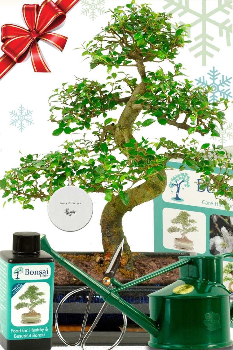 Ultimate Christmas bonsai plant gift for beginners | The perfect starter kit