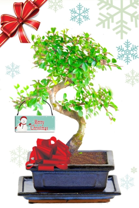 Twisty Chinese Elm bonsai tree for sale with festive "Merry Christmas" tag