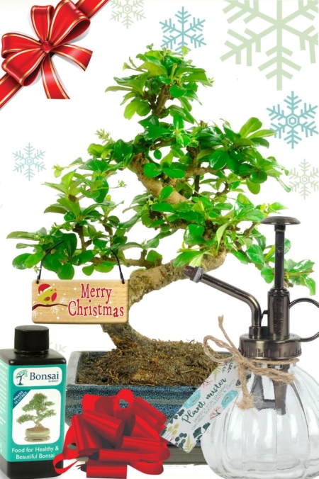 Pretty flowering Christmas bonsai stereo kit with bonsai mister