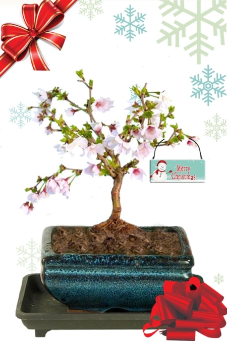 Young flowering Cherry Blossom outdoor deciduous bonsai tree - Bonsai make wonderful Christmas plants & gifts!