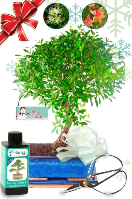 Merry Christmas Bonsai tree Starter kit with lush leaves