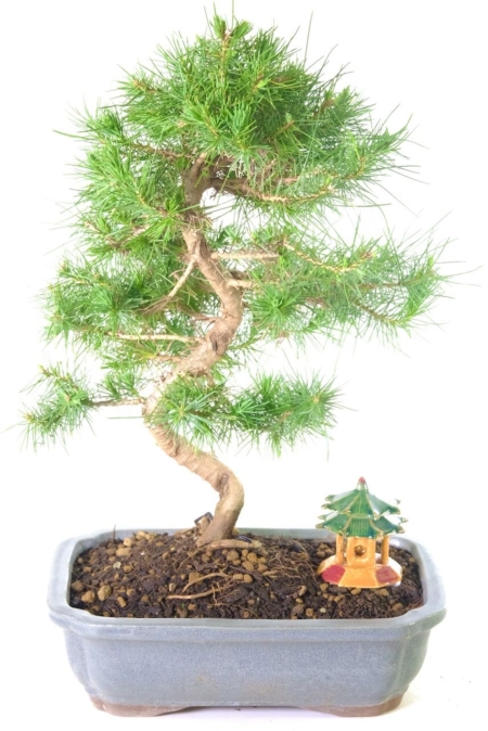 A stunning hardy pine bonsai tree in soft grey ceramic pot with glazed temple