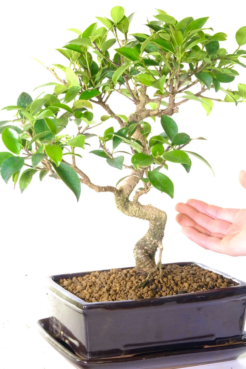 Comes potted in a sleek black ceramic pot with matching drip tray