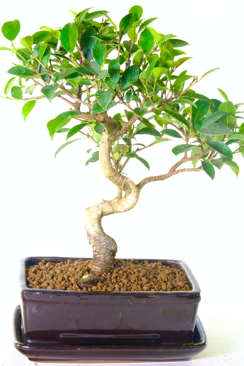 FREE delivery available to Cambridge, Warwick and Hampshire