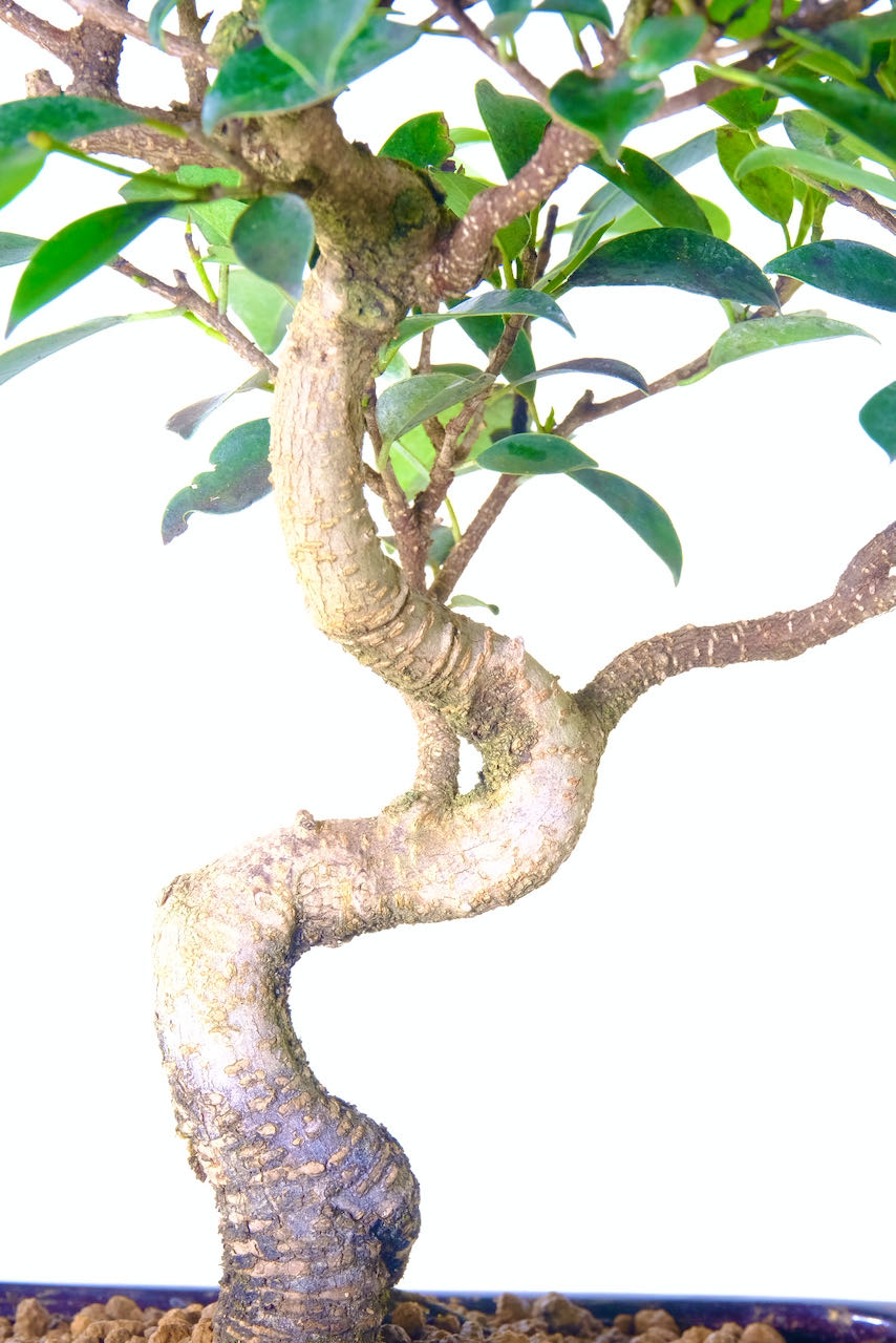 Unique trunk styling with silver striations along the bark