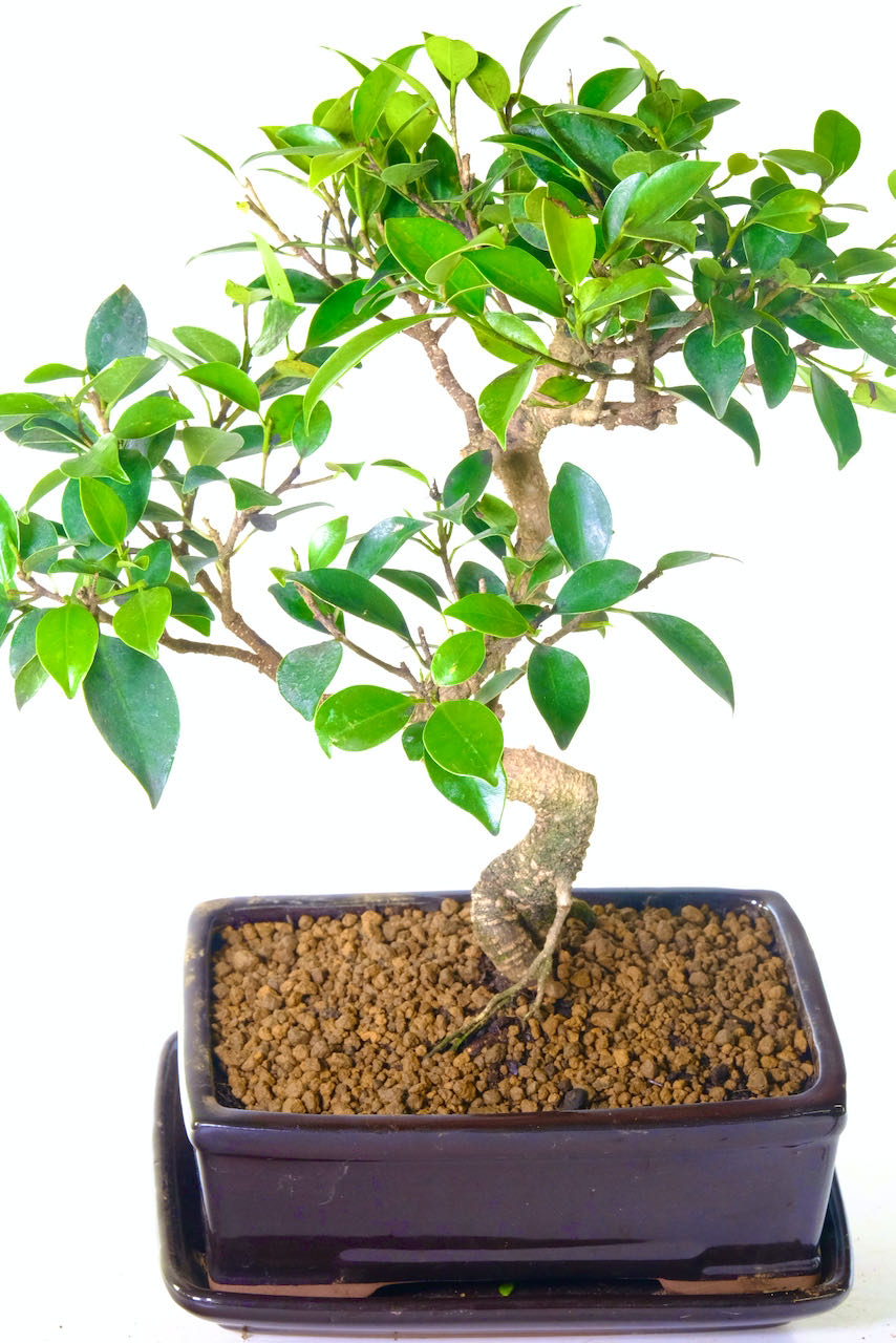 Rich green leaves on well placed branches - The canopy is excellent!