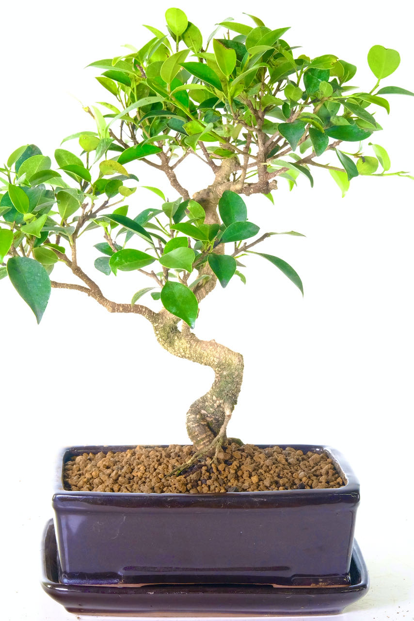 Magnificent Ficus retusa bonsai tree for sale UK
