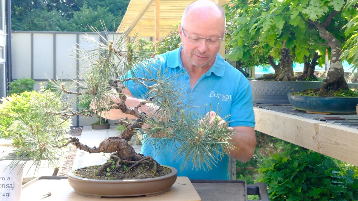Lloyd working on this Japanese Black pine in this bonsai tree video