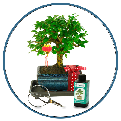 Lunar New Year Bonsai tree Gifts