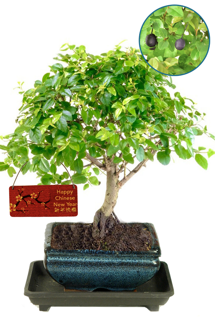 Chinese New Year Gift Idea | Bonsai tree with Chinese New Year tag
