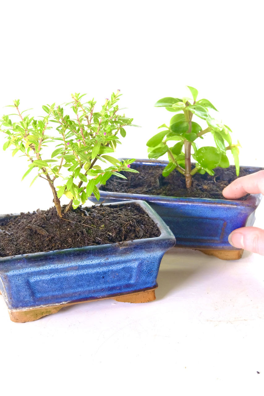 Bonsai seedlings in ceramic pots