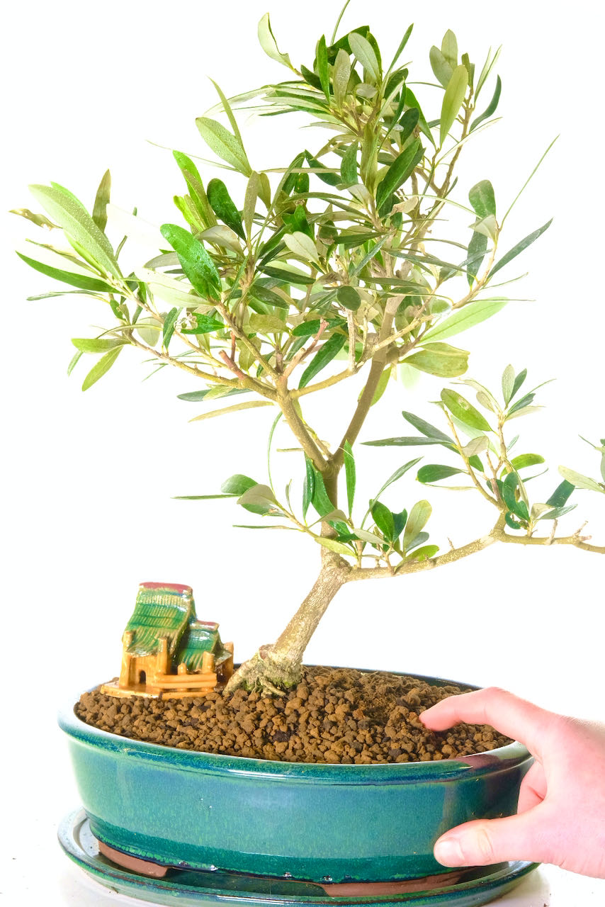 Silvery leaves and white bark - The Olive Bonsai tree
