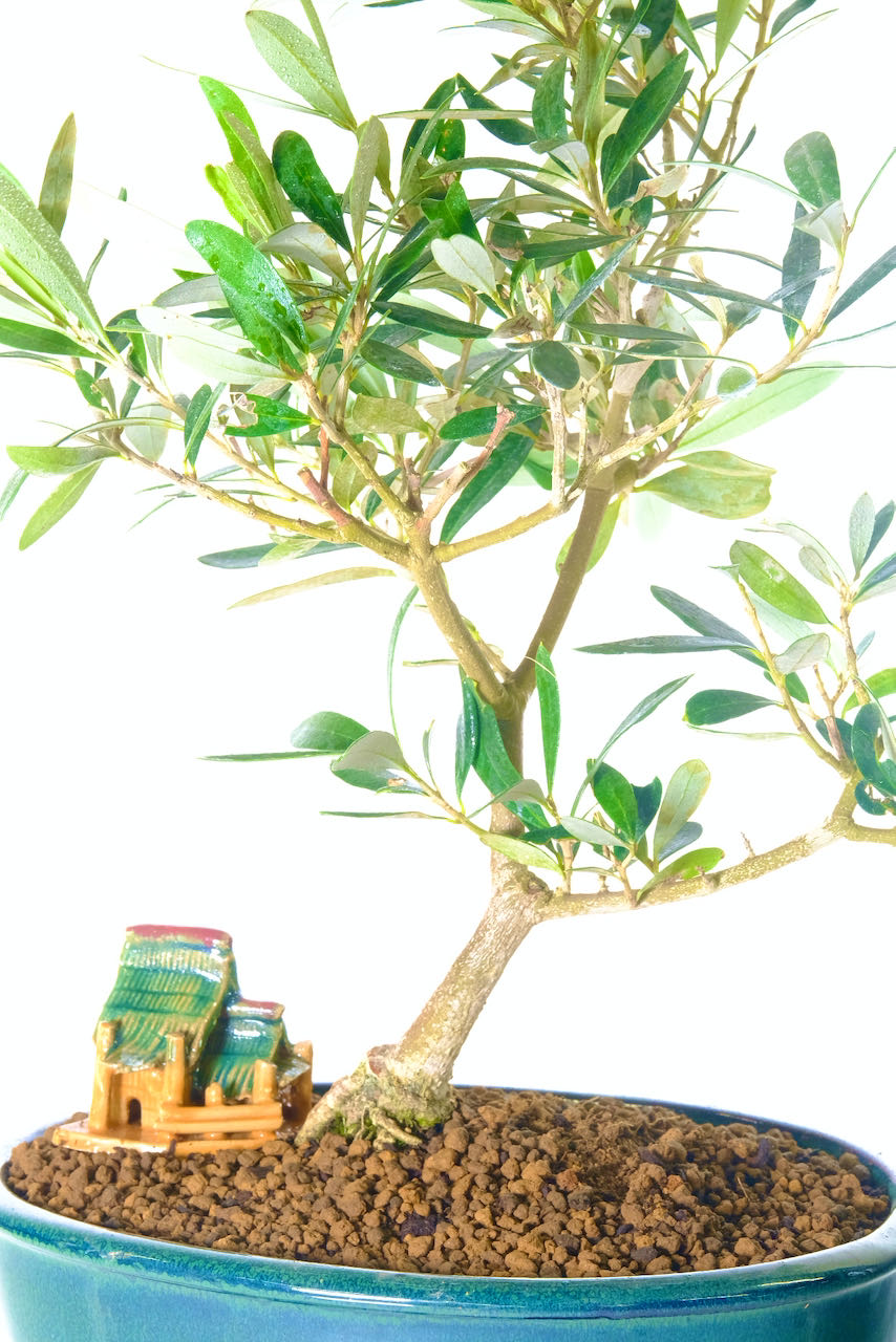 Olea bonsai tree | The perfect conservatory plant
