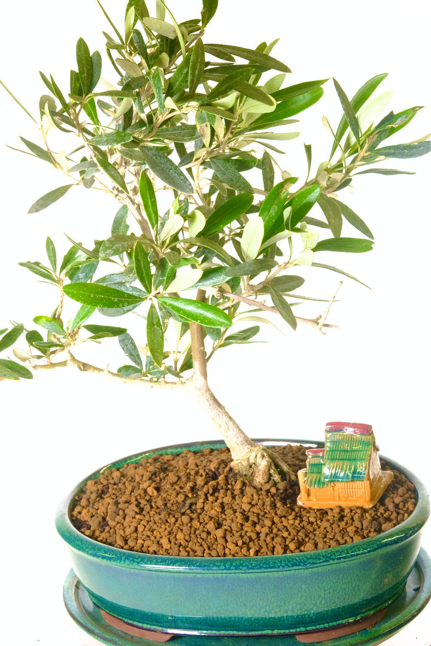 Olive Tree Bonsai - Olea European with Ornamental Stilt House